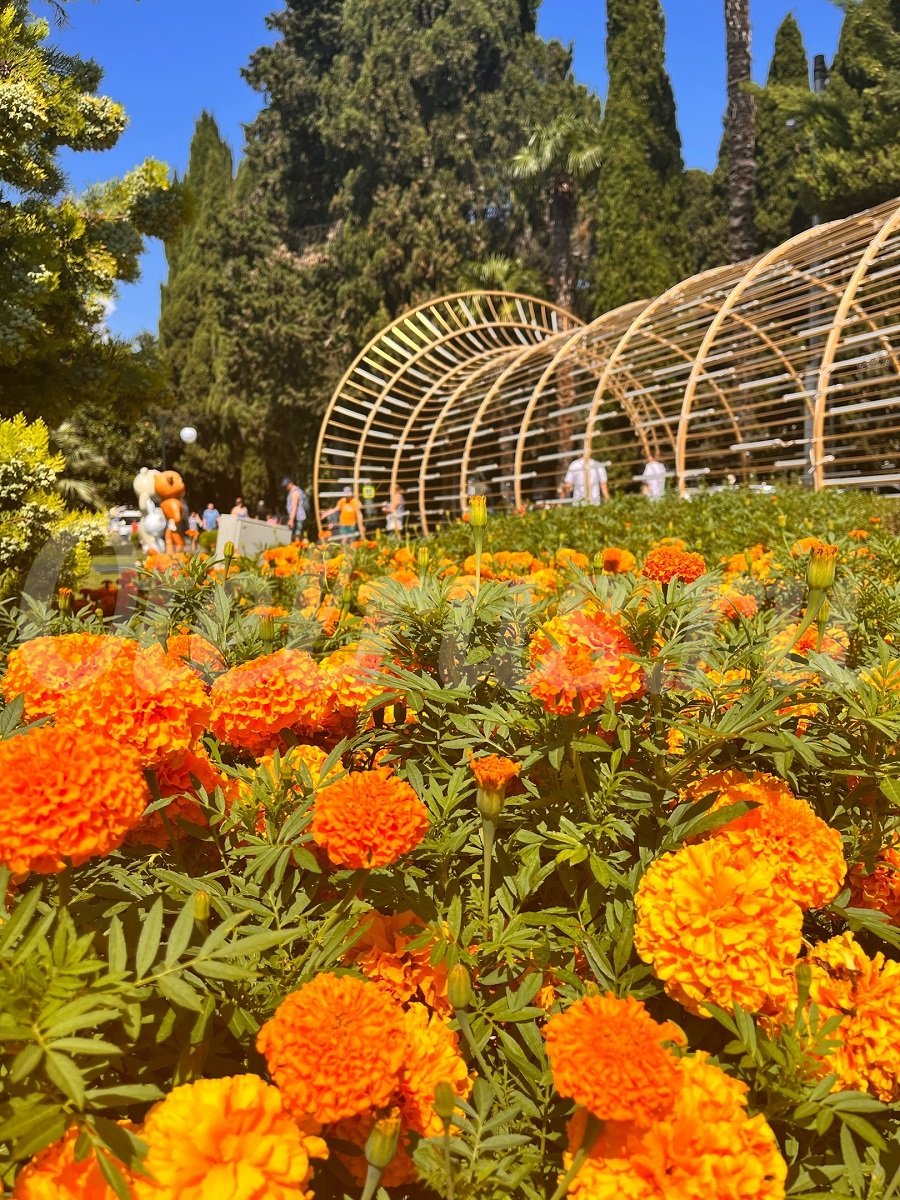 Фотографии Адлера, пляжи Адлера, фото набережной, парки, улицы Адлера