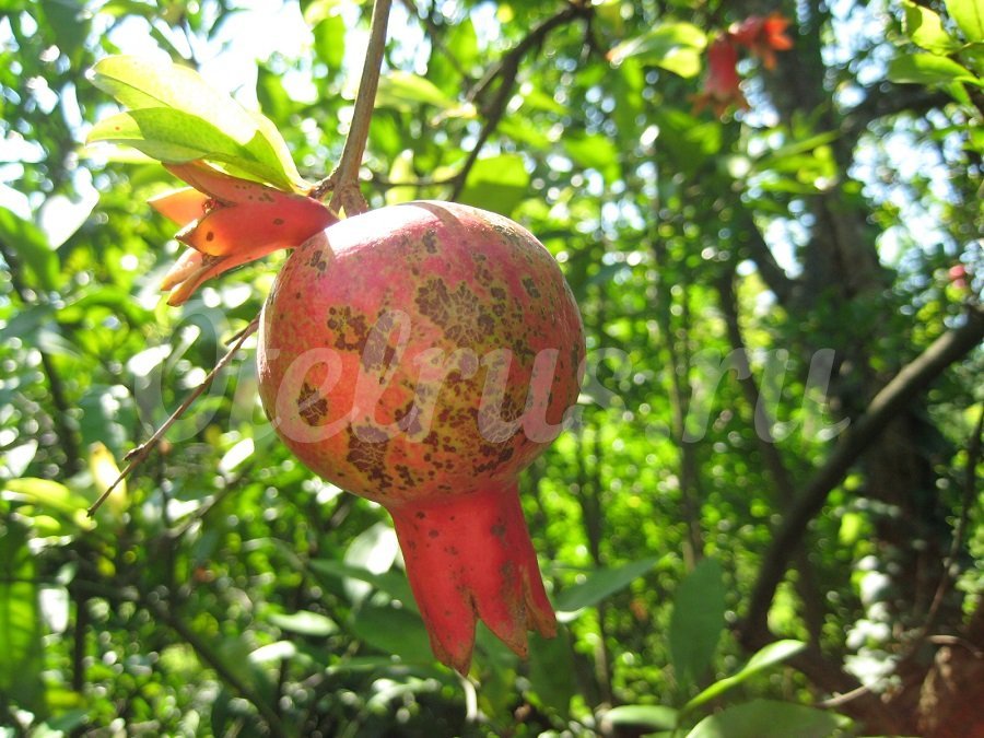 Фрукты и ягоды в Абхазии - время их созревания по месяцам